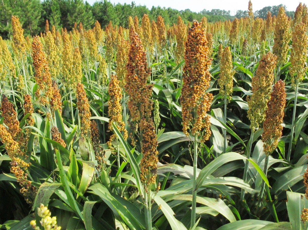 Sorghum Being Grown Here – The Dillon Herald